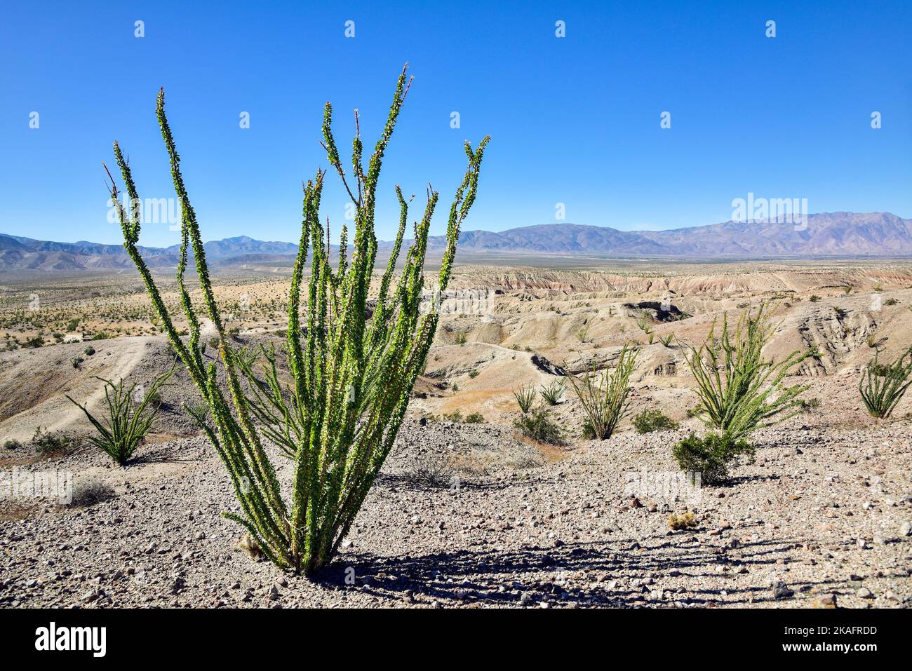 Ocotillo (Fouquieria splendens) a Borrego Springs, California, nel deserto di Anza-Borrego. Foto Stock