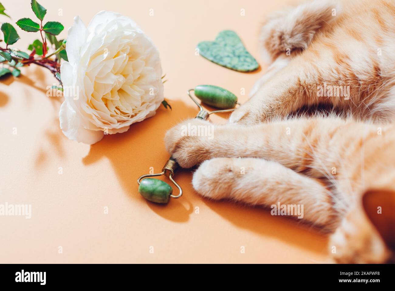 Jade Roller e pietra gua sha per massaggio viso con rosa. Zenzero gatto giocare con set di strumenti di bellezza. PET divertirsi con set Foto Stock