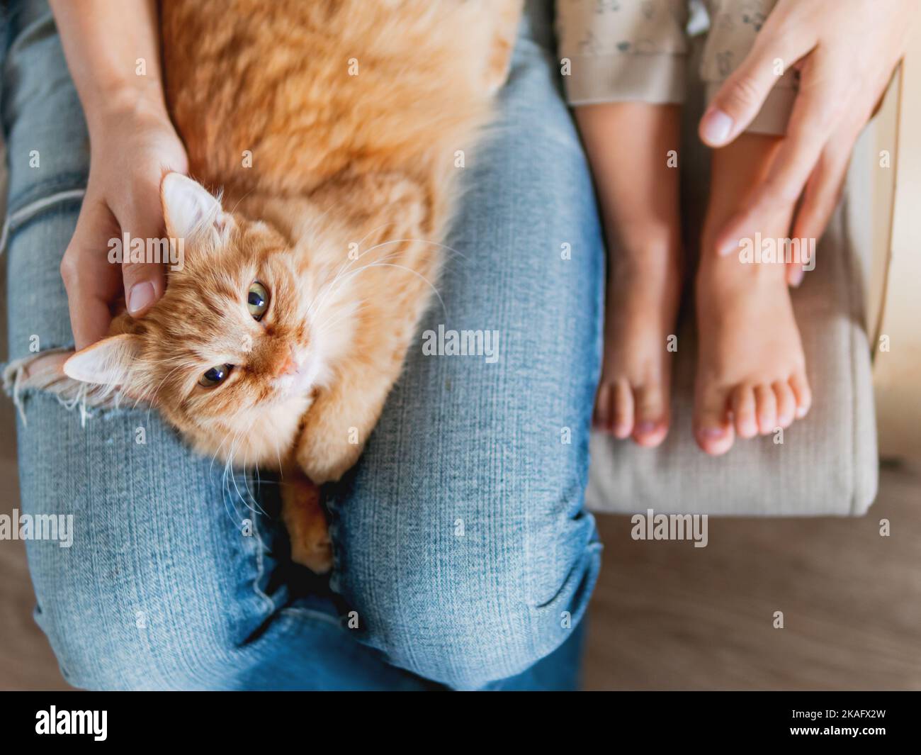 Vista dall'alto sul carino gatto zenzero sdraiato sulle ginocchia. Donna in jeans si siede sulla sedia con il bambino e con un animale domestico morbido sulle ginocchia. Casa accogliente per animali domestici. Foto Stock