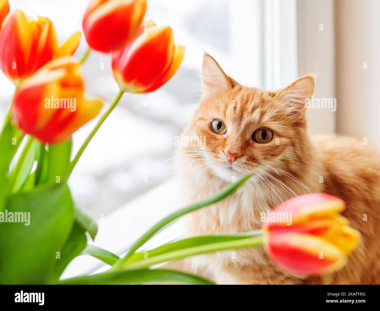 Carino gatto zenzero con bouquet di tulipani rossi. Soffice animale domestico con fiori colorati. Accogliente primavera mattina a casa. Foto Stock