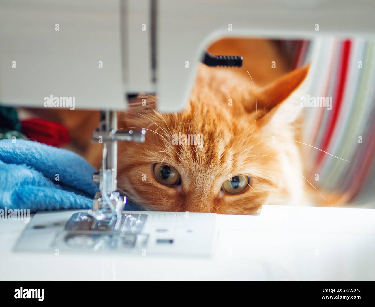 Carino zenzero gatto è sdraiato dietro macchina da cucire. Soffice animale domestico a casa. Foto Stock