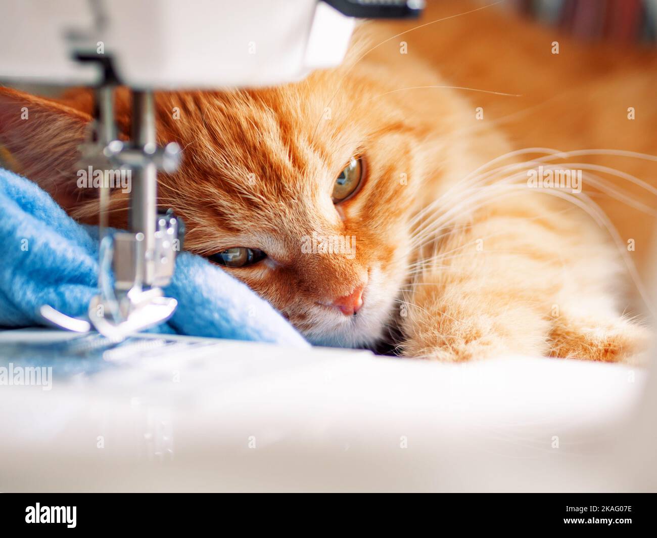 Carino zenzero gatto è sdraiato dietro macchina da cucire. Soffice animale domestico a casa. Foto Stock