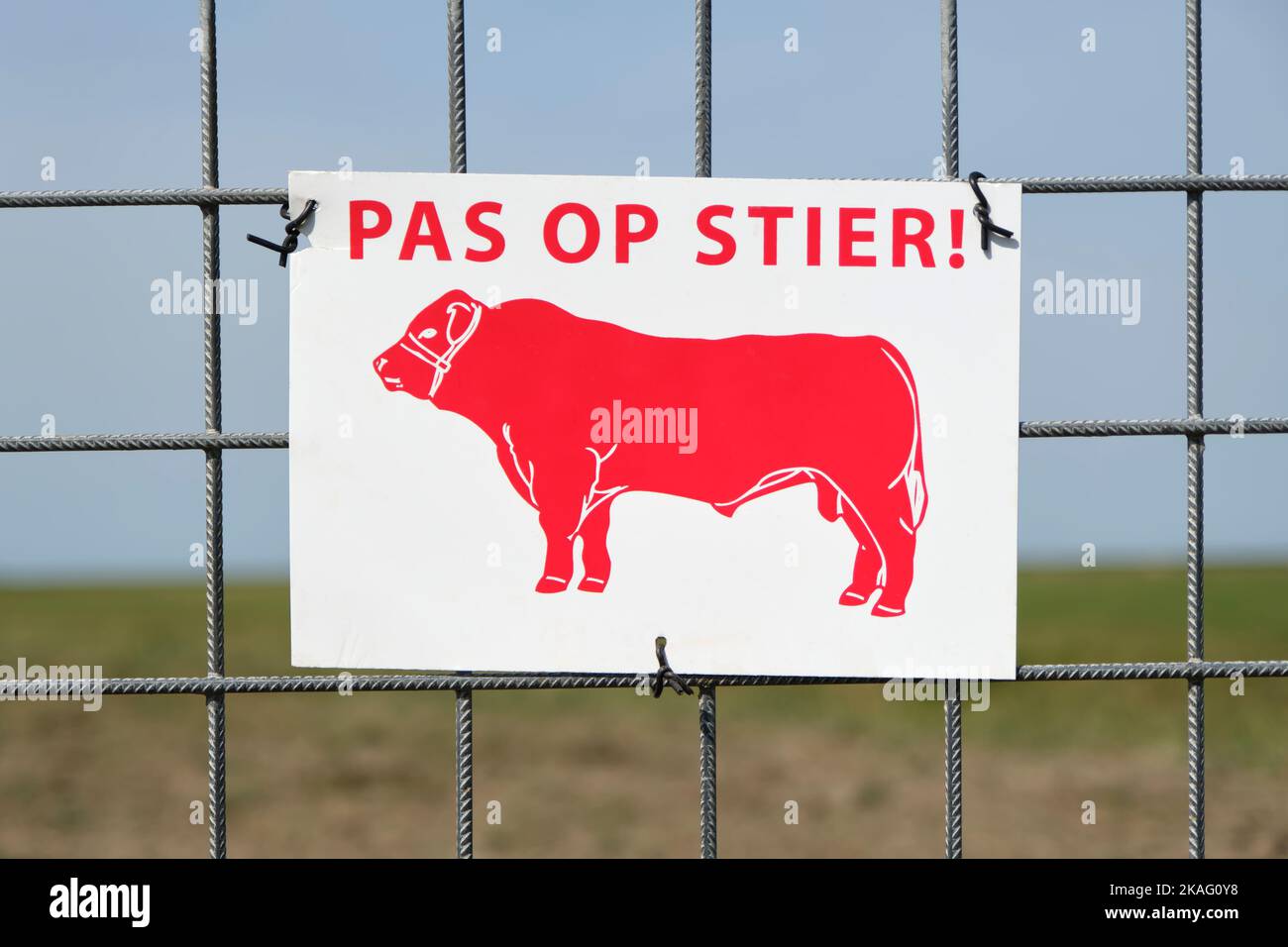 Attenzione bianca per il segno tori con toro rosso e testo su una recinzione. Attenzione a bull avvertimento con il testo olandese pas op stier. Immagine con messa a fuoco selettiva. Foto Stock