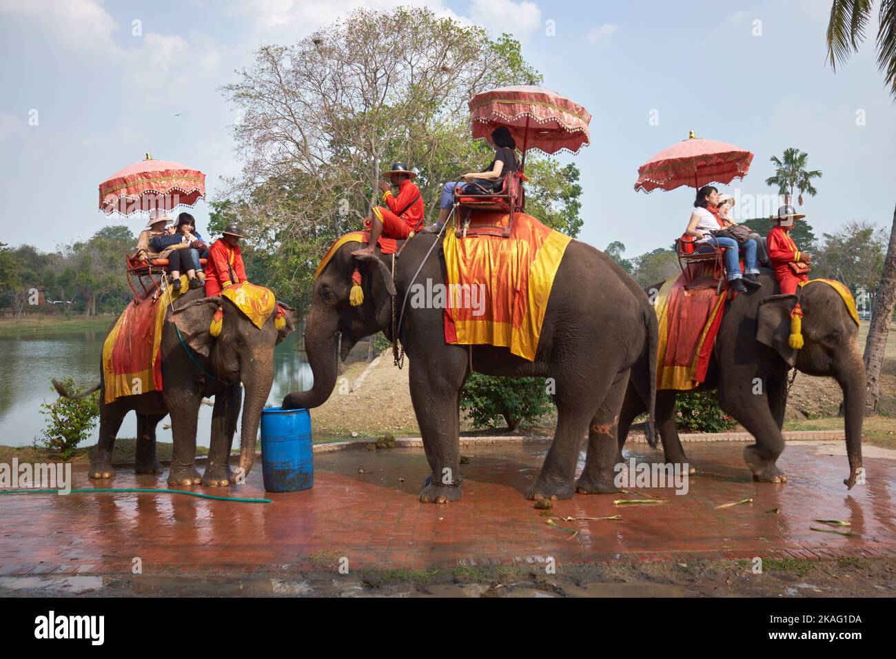 Elephant Rides in Ayutthaya Thailandia Foto Stock