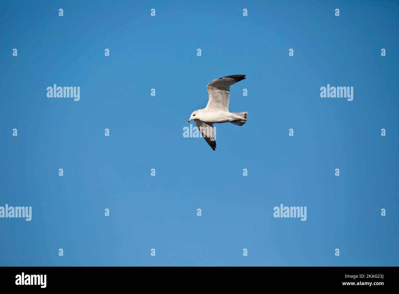 Un gabbiano fatturato ad anello in volo su un cielo blu chiaro con ali sparse e spazio di copia. Vista sul fiume Mississippi in un giorno autunnale in Iowa. Foto Stock