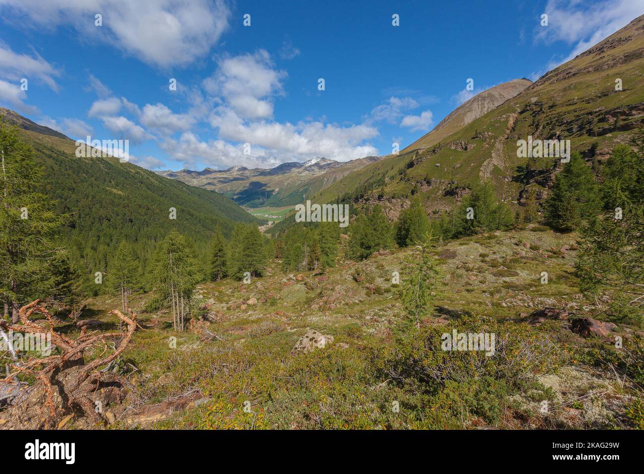 Bella campagna alpina. Splendidi altopiani alpini con foresta di abeti Foto Stock