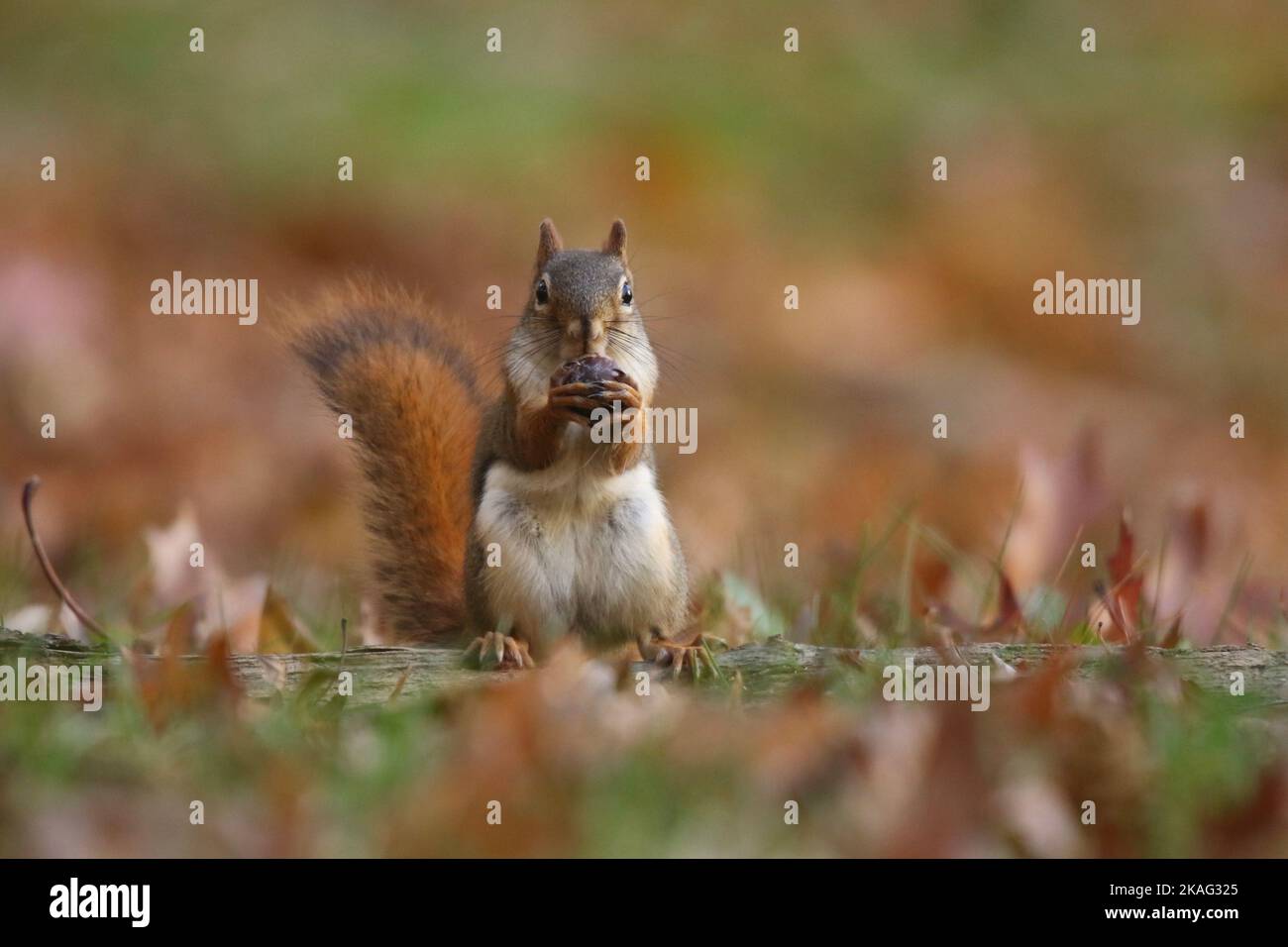 Scoiattolo rosso americano Tamiasciurus hudsonicus alla ricerca di ghiande in autunno in un cortile Foto Stock