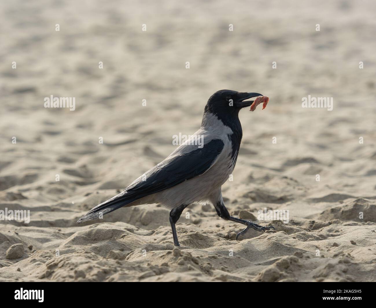 passeggiando sulla sabbia della spiaggia in cerca di cibo con un pezzo di salame nel becco Foto Stock