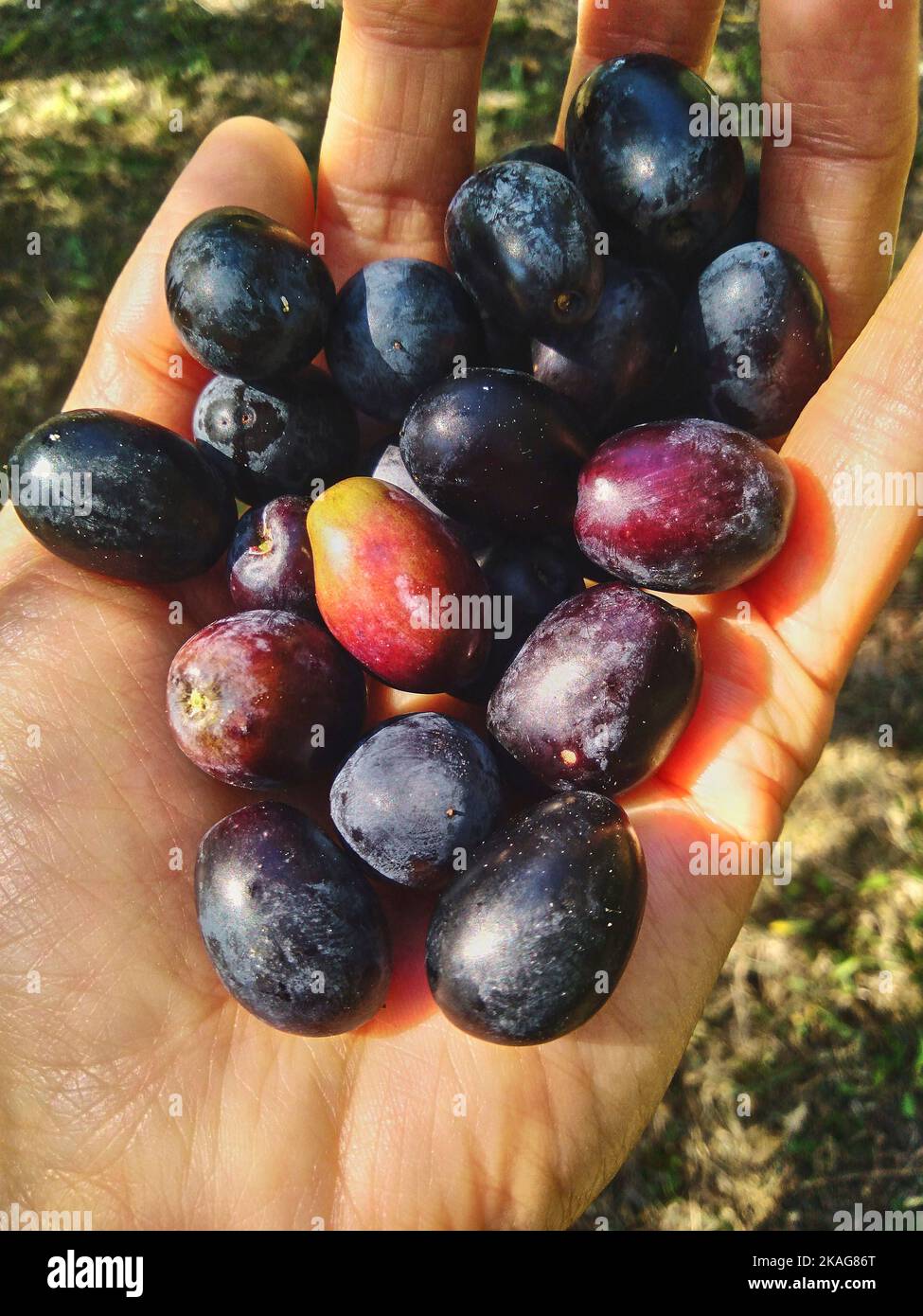 Olive nere o di borgogna nella palma sullo sfondo sfocato, raccolta di olive per l'olio d'oliva, fuoco selettivo. Foto Stock