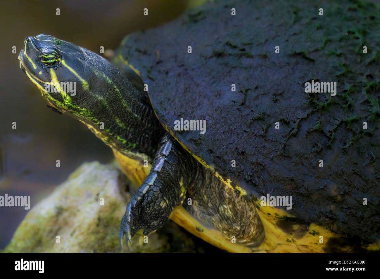 Florida Red Belly Cooter sunning sulla roccia, primo piano. Foto Stock