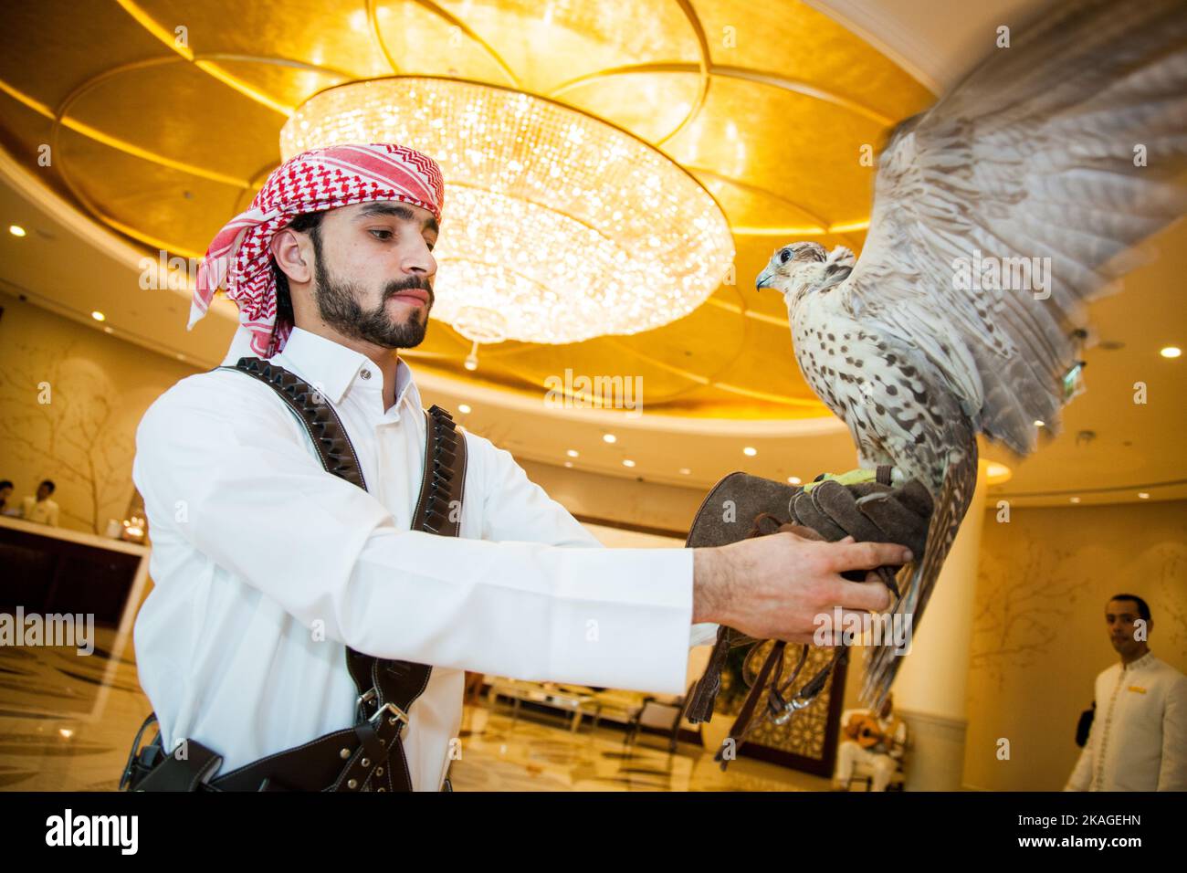 Doha, Qatar, maggio 01,2022 : Falcon arabo con cappuccio in pelle sul guanto di Falconer. Foto Stock