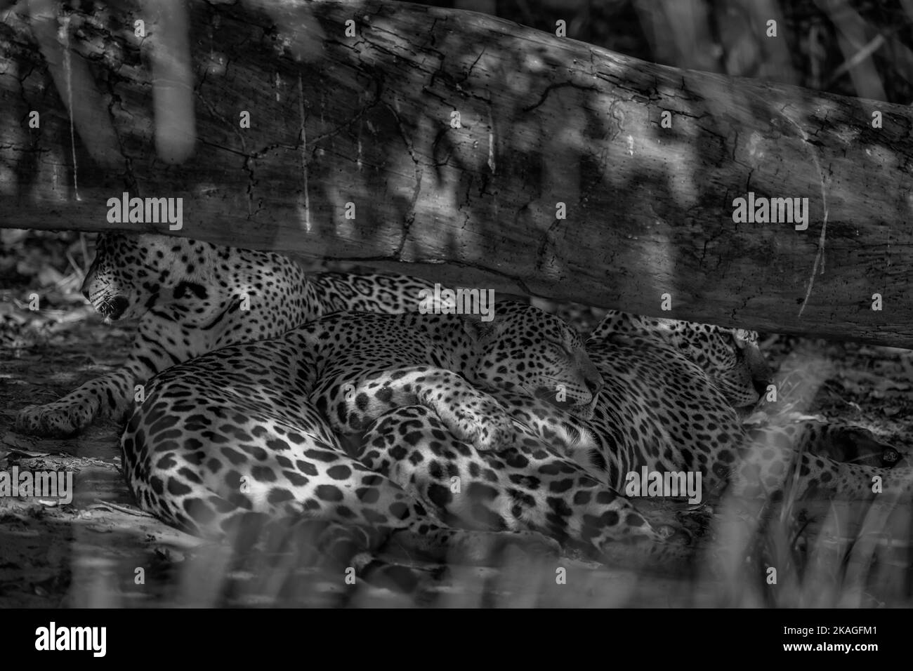 immagine nera e bianca di diverse jaguar addormentate sotto un albero caduto Foto Stock