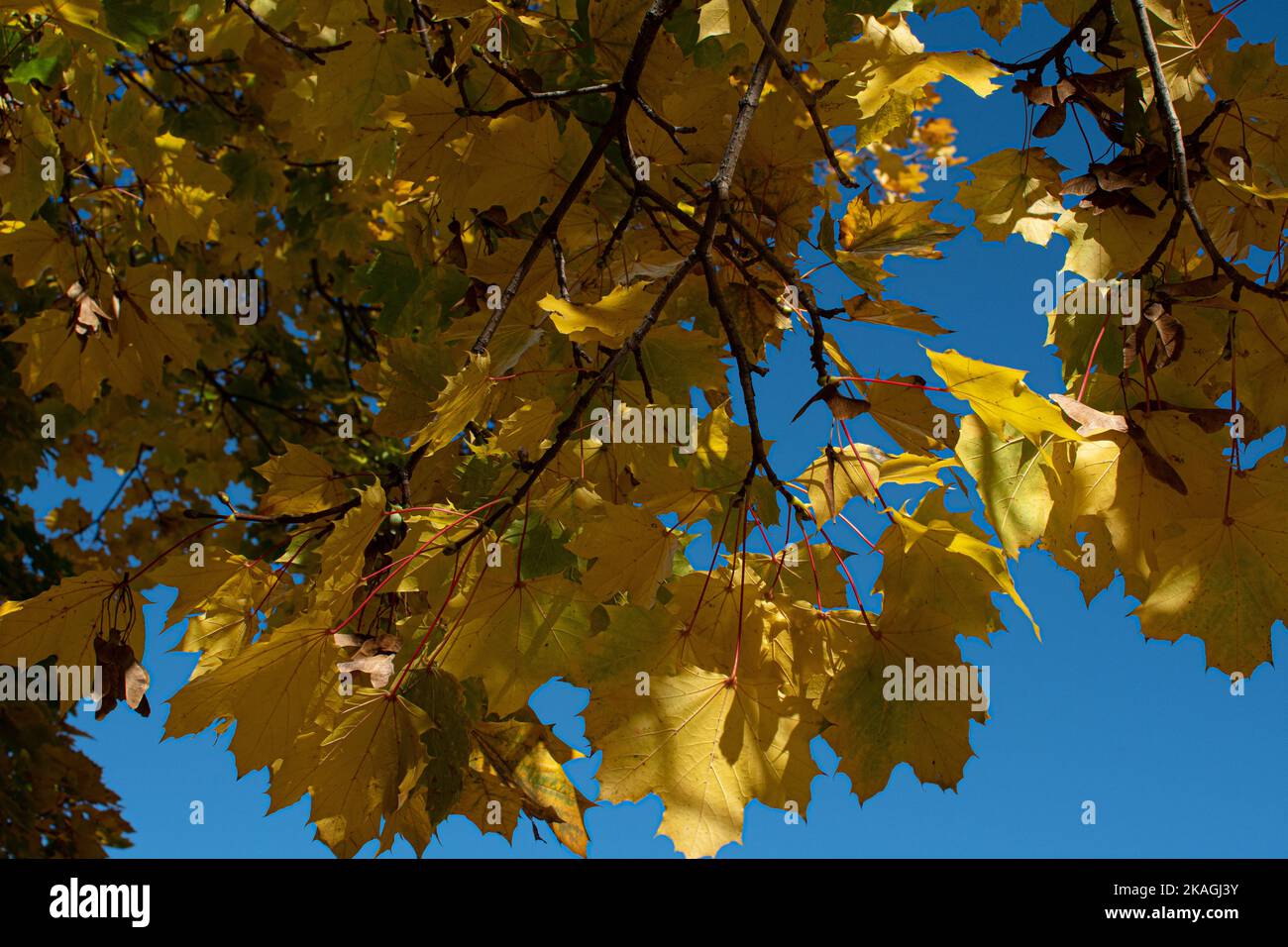 Autunno foglie 2022 Foto Stock