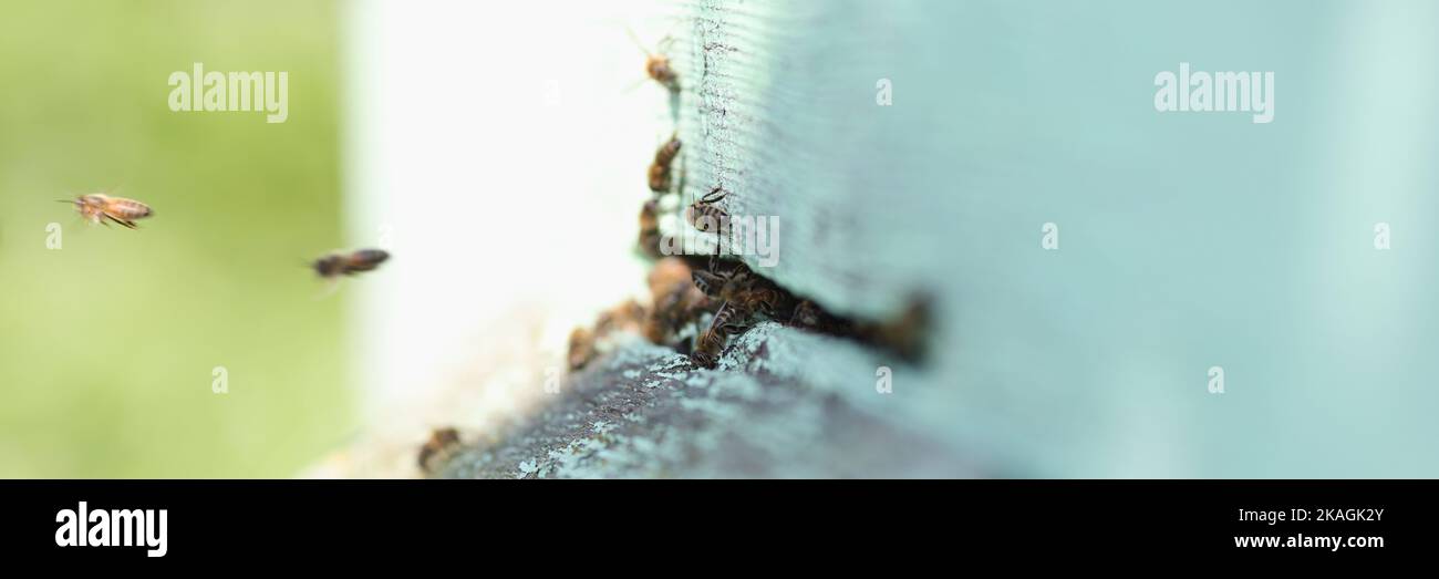 Alveare di legno e api volanti, apiario o giardino d'api Foto Stock
