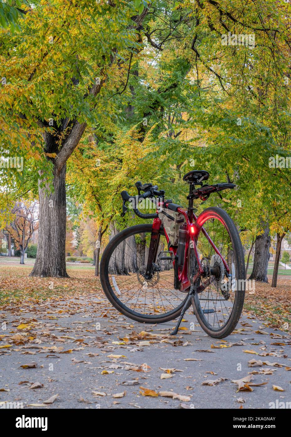 Tour in bicicletta in un vicolo di vecchi alberi di olmo americani in uno scenario di colori autunnali - storico ovale del campus della Colorado state University, punto di riferimento di Fort Coll Foto Stock