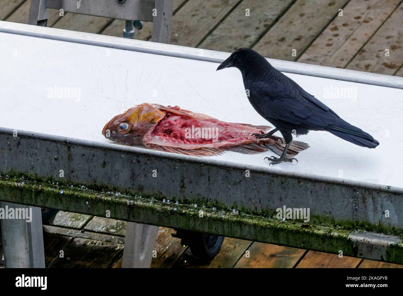 Uccello corvo americano a Vancouver BC Canada Foto Stock
