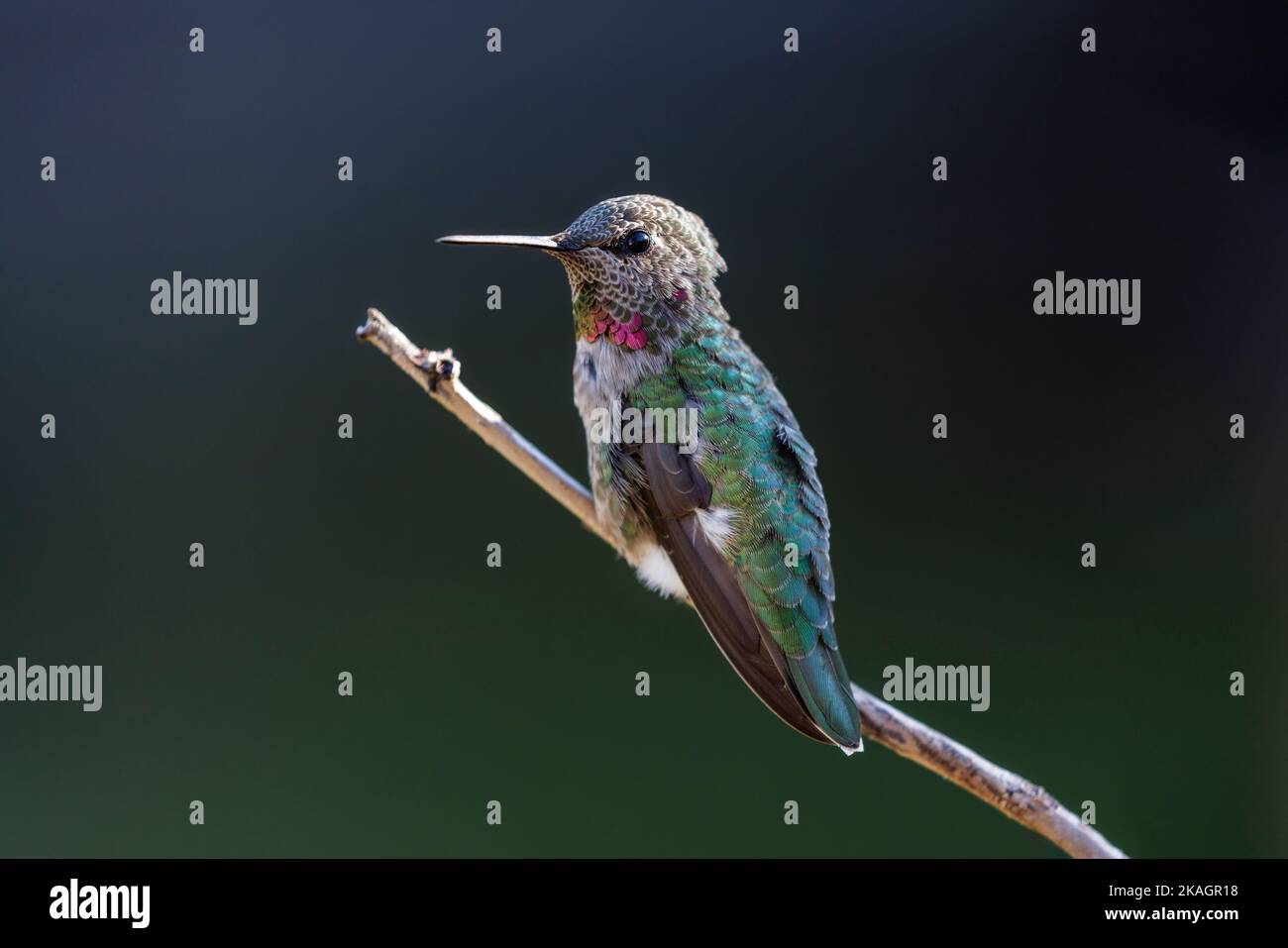 Uccello hummingbird di Anna a Vancouver BC Canada Foto Stock