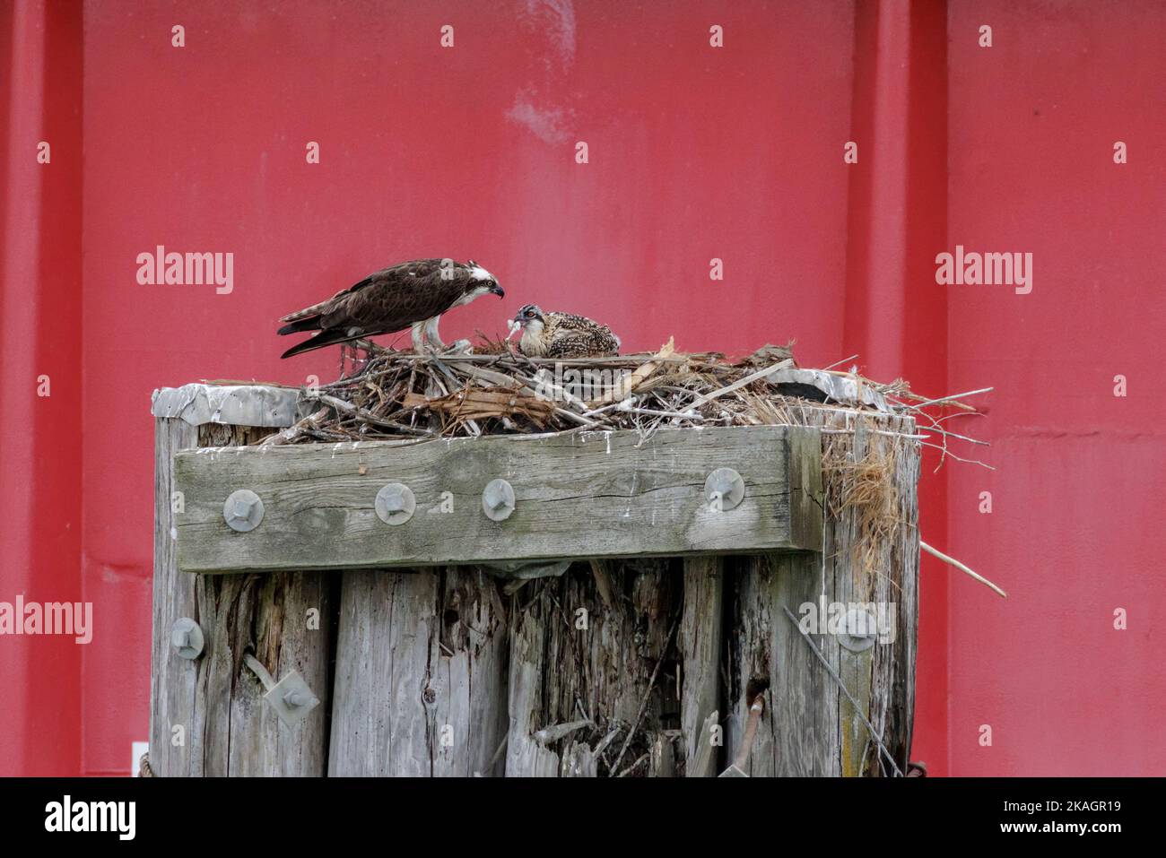 il falco pescatore occidentale chiamato anche nido dei falchi marini a Vancouver, British Columbia, Canada Foto Stock