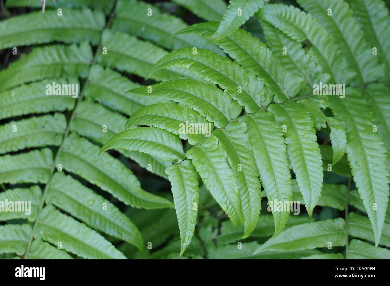 Felce verde con fondo naturale. Indonesiano lo chiama pakis e lo usa come cibo Foto Stock