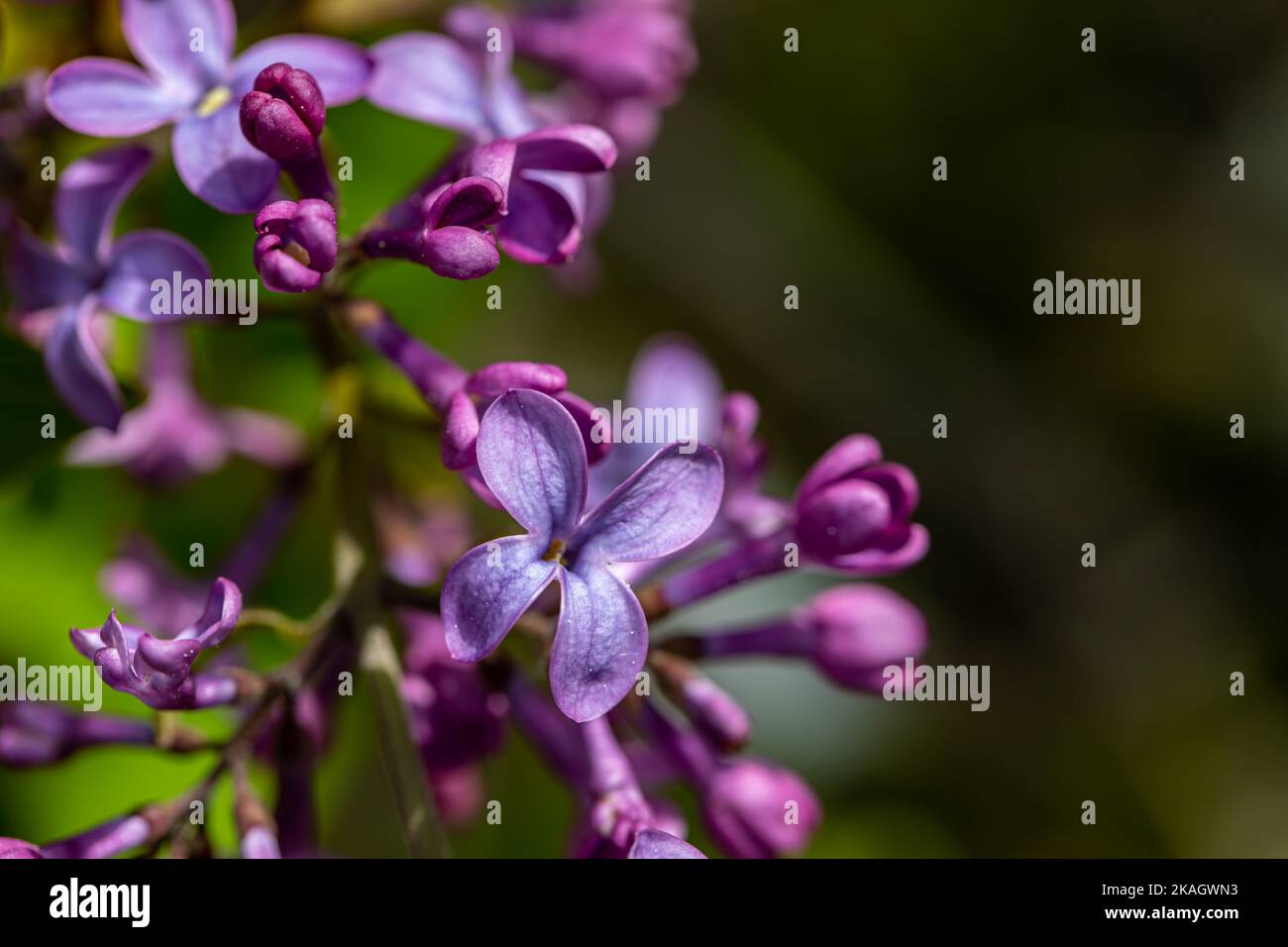 Syringa vulgaris fiore crescere in prato, macro Foto Stock