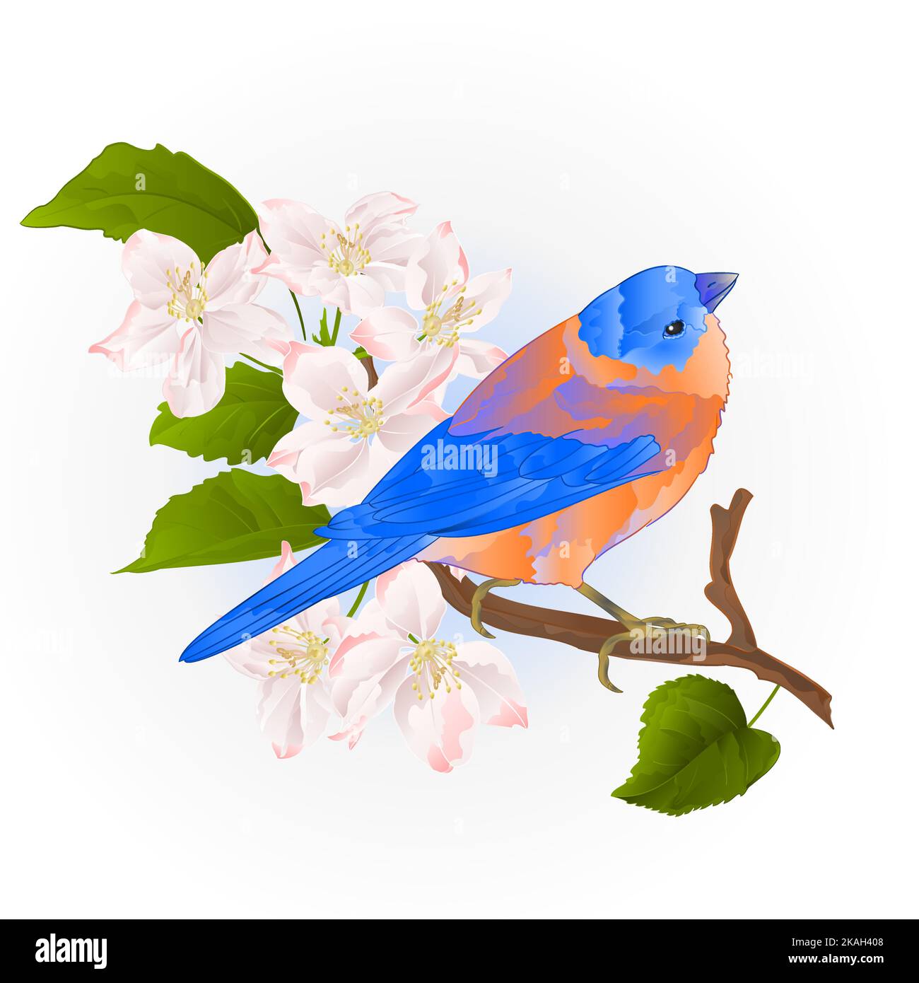 Bluebird piccolo songbirdon thrush su un ramo di mela vintage vettore illustrazione modificabile disegno a mano Illustrazione Vettoriale