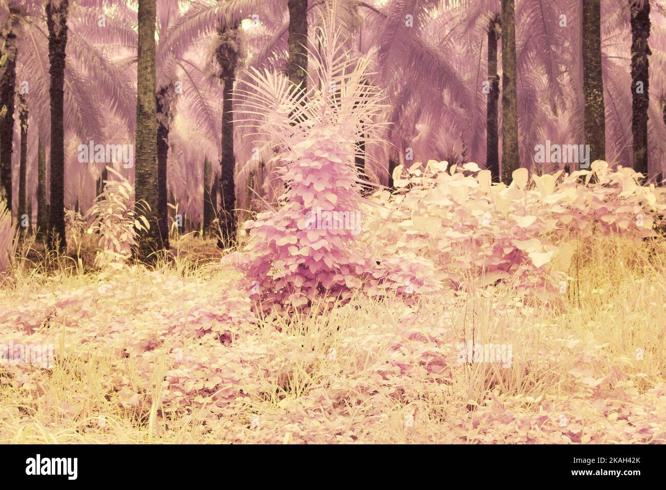 immagine a infrarossi della vegetazione selvaggia strisciante e rampicante della piantagione Foto Stock