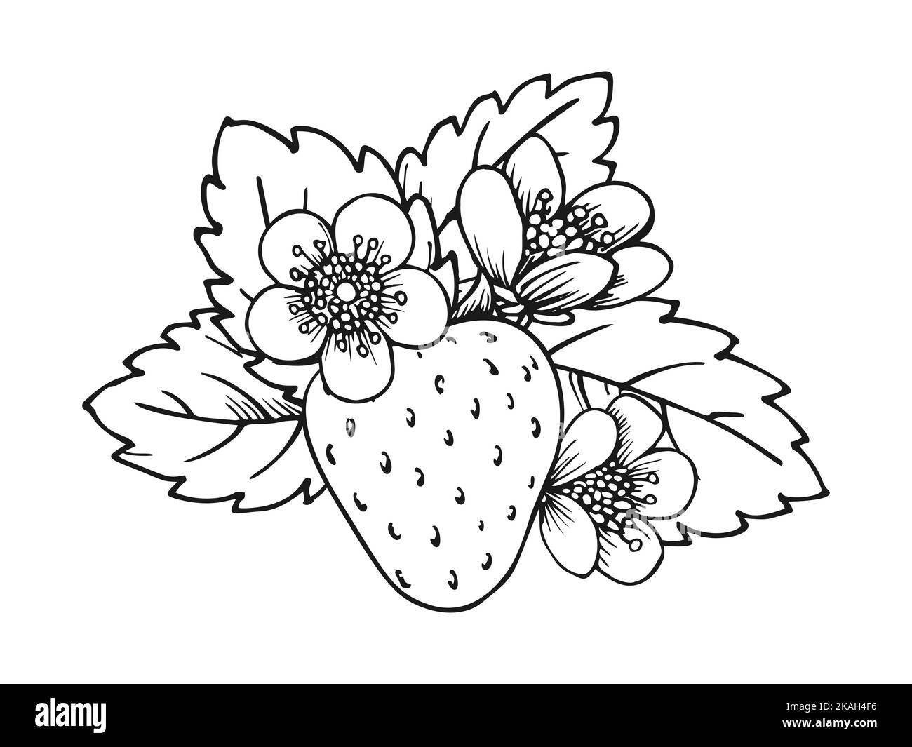 fragole disegno colorato - 7 Una manciata di fiori Immagini senza sfondo e Foto Stock ritagliate - Pagina 2 - Alamy