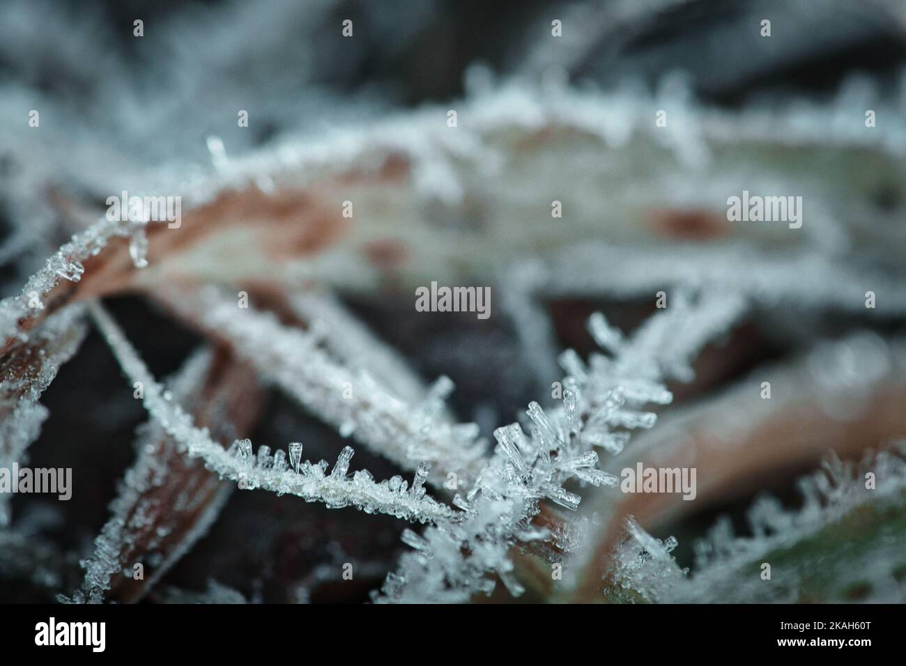 Cristalli di ghiaccio su un filo d'erba in inverno. Primo piano dell'acqua congelata. Macro scattata dalla natura Foto Stock