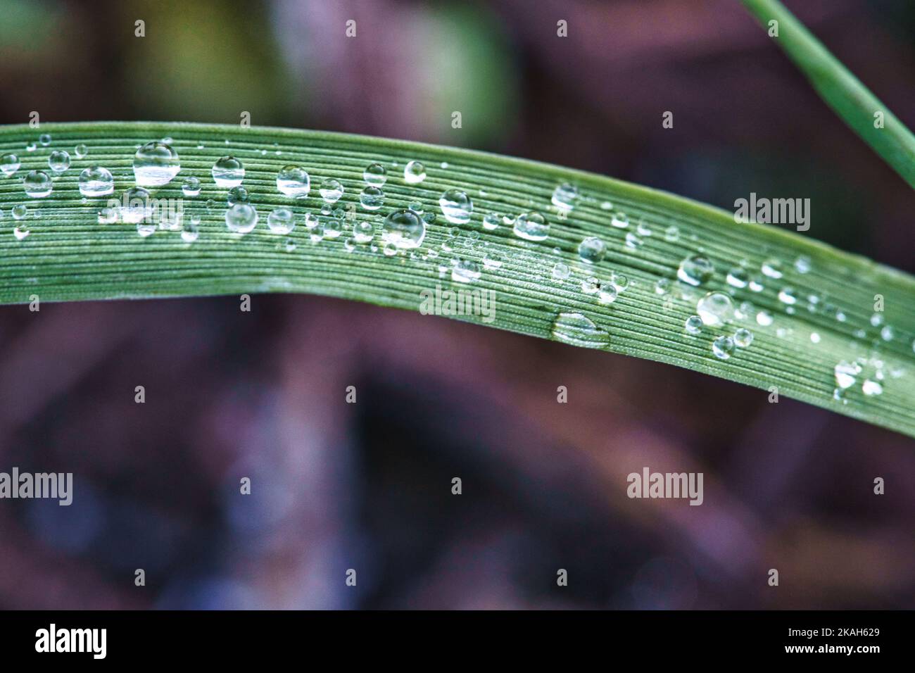 La rugiada congelata cade su un filo d'erba. Primo piano dell'acqua congelata. Macro scattata dalla natura Foto Stock