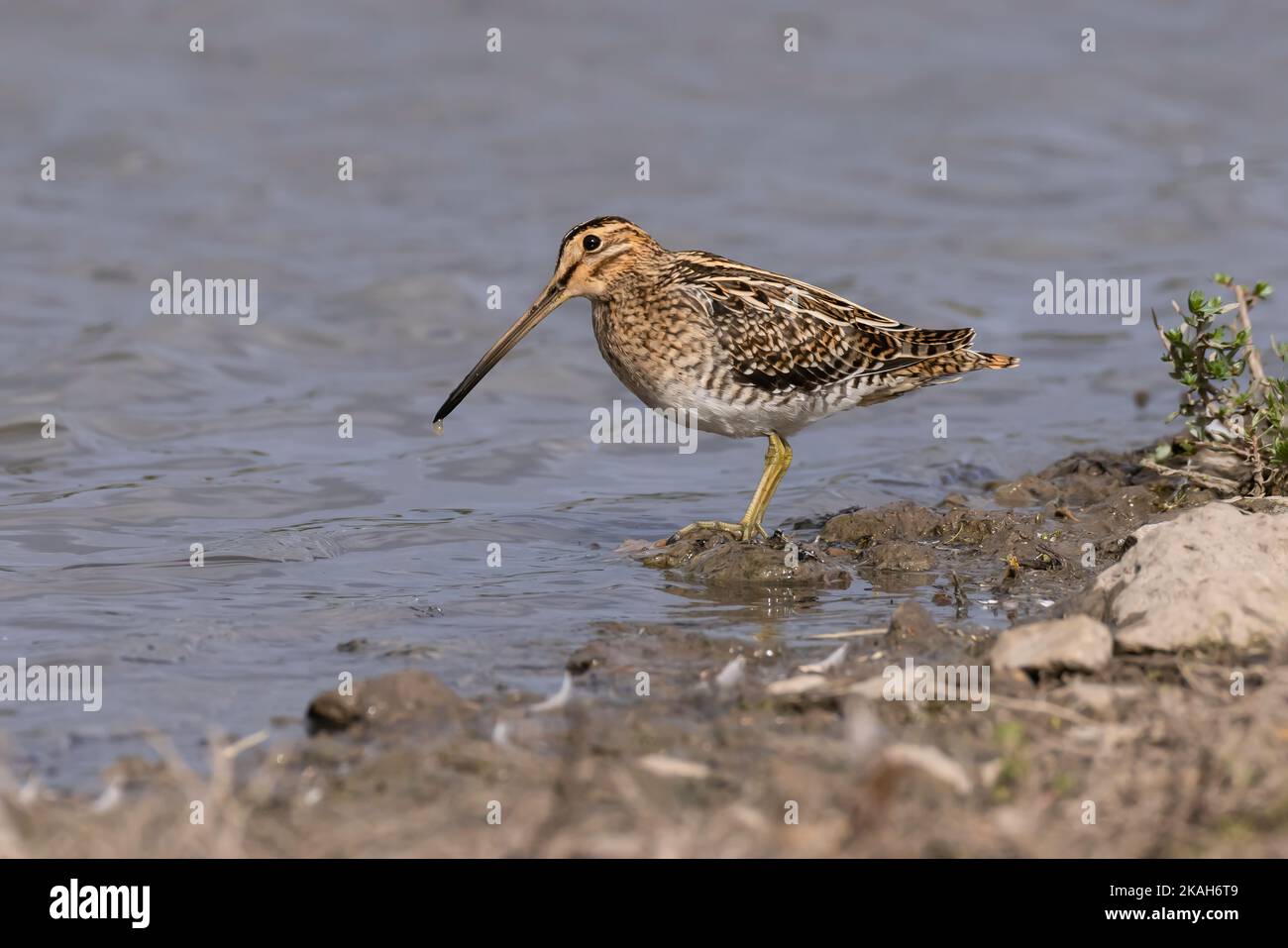 Snipe ai margini di un lago Foto Stock
