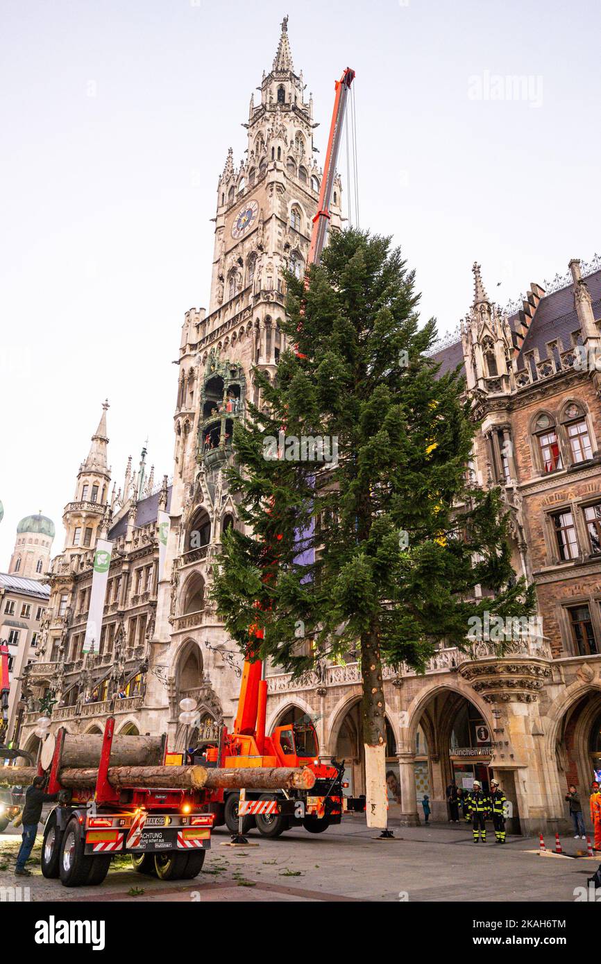 Monaco, Germania. 03rd Nov 2022. I vigili del fuoco hanno allestito l'albero di Natale su Marienplatz con l'aiuto di una gru. Credit: Lennart Preiss/dpa/Alamy Live News Foto Stock