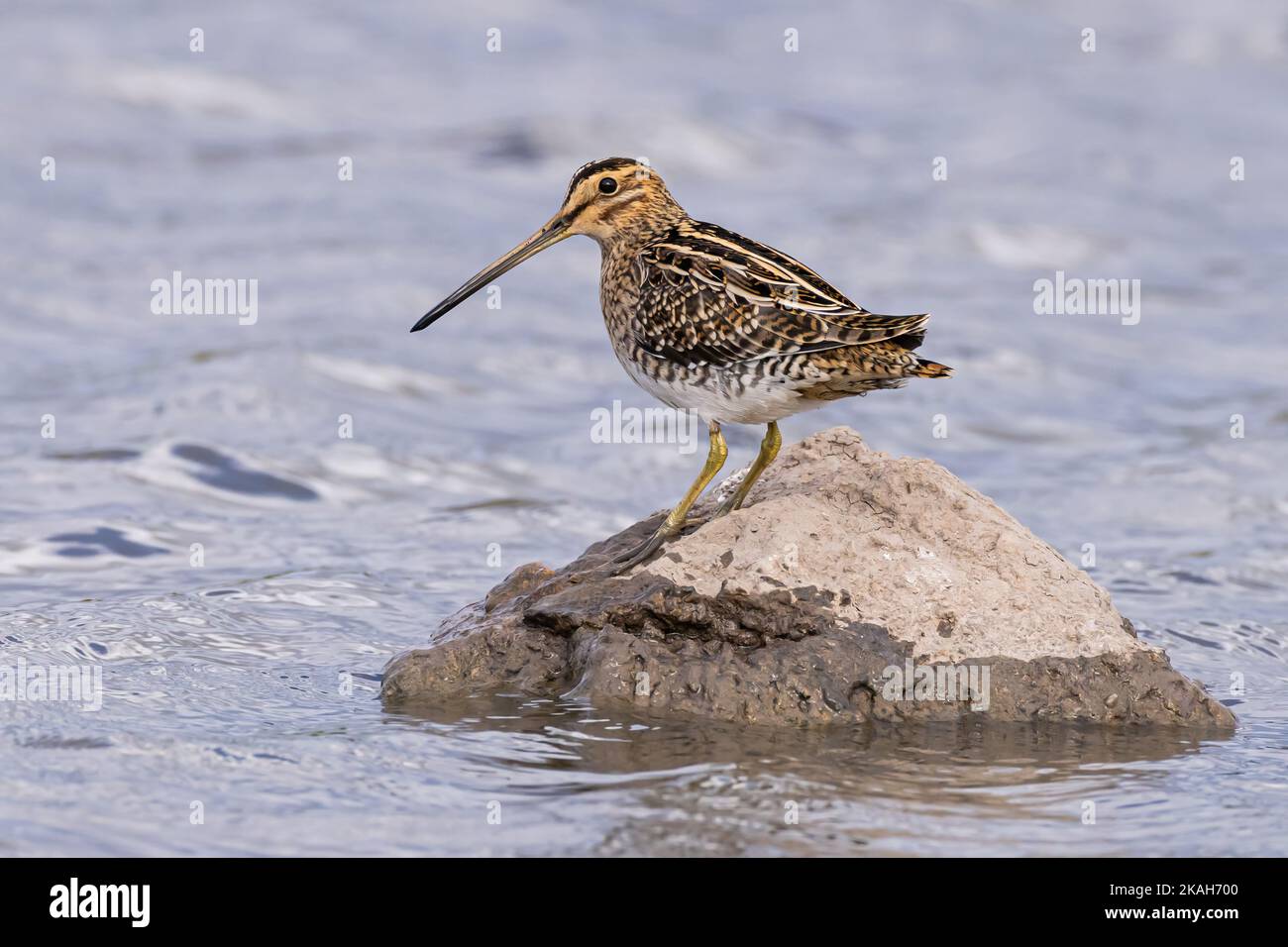 Snipe in piedi su una roccia Foto Stock