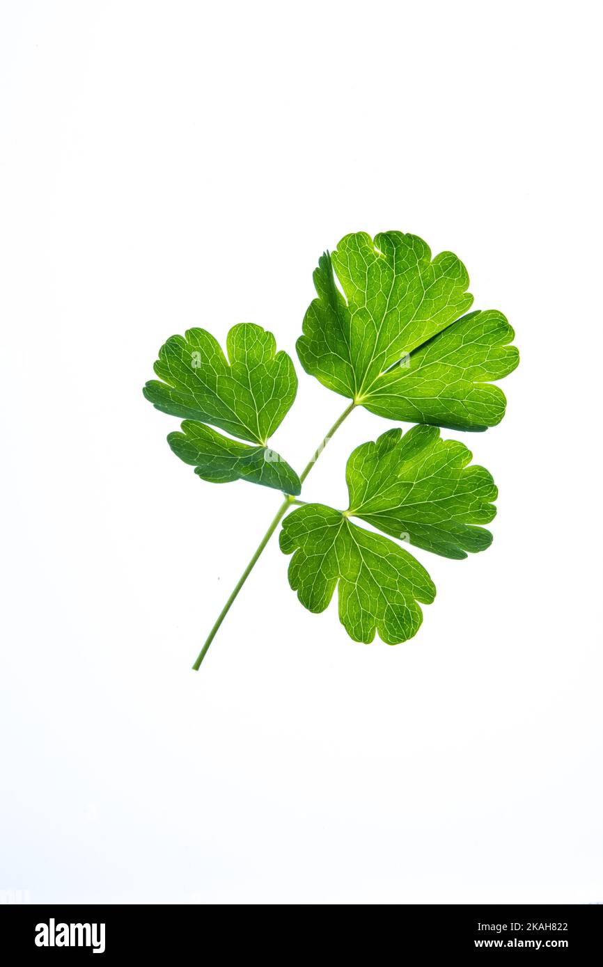 Un primo piano di una singola foglia verde di Aquilegia fresca su uno sfondo bianco chiaro Foto Stock