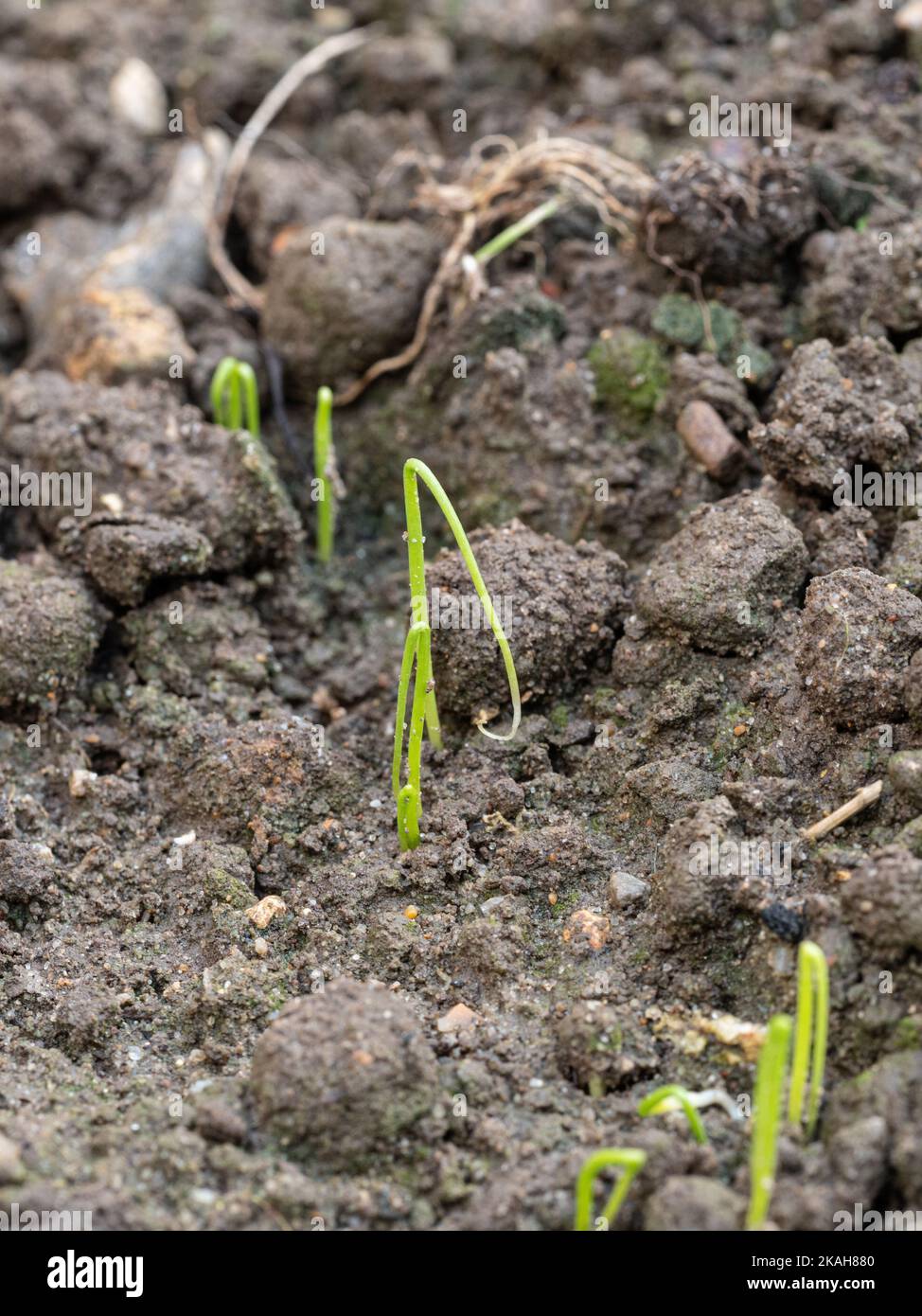 Primo piano di giovani cipollotti appena germinati che mostrano il tipico cotiledone ad ansa Foto Stock