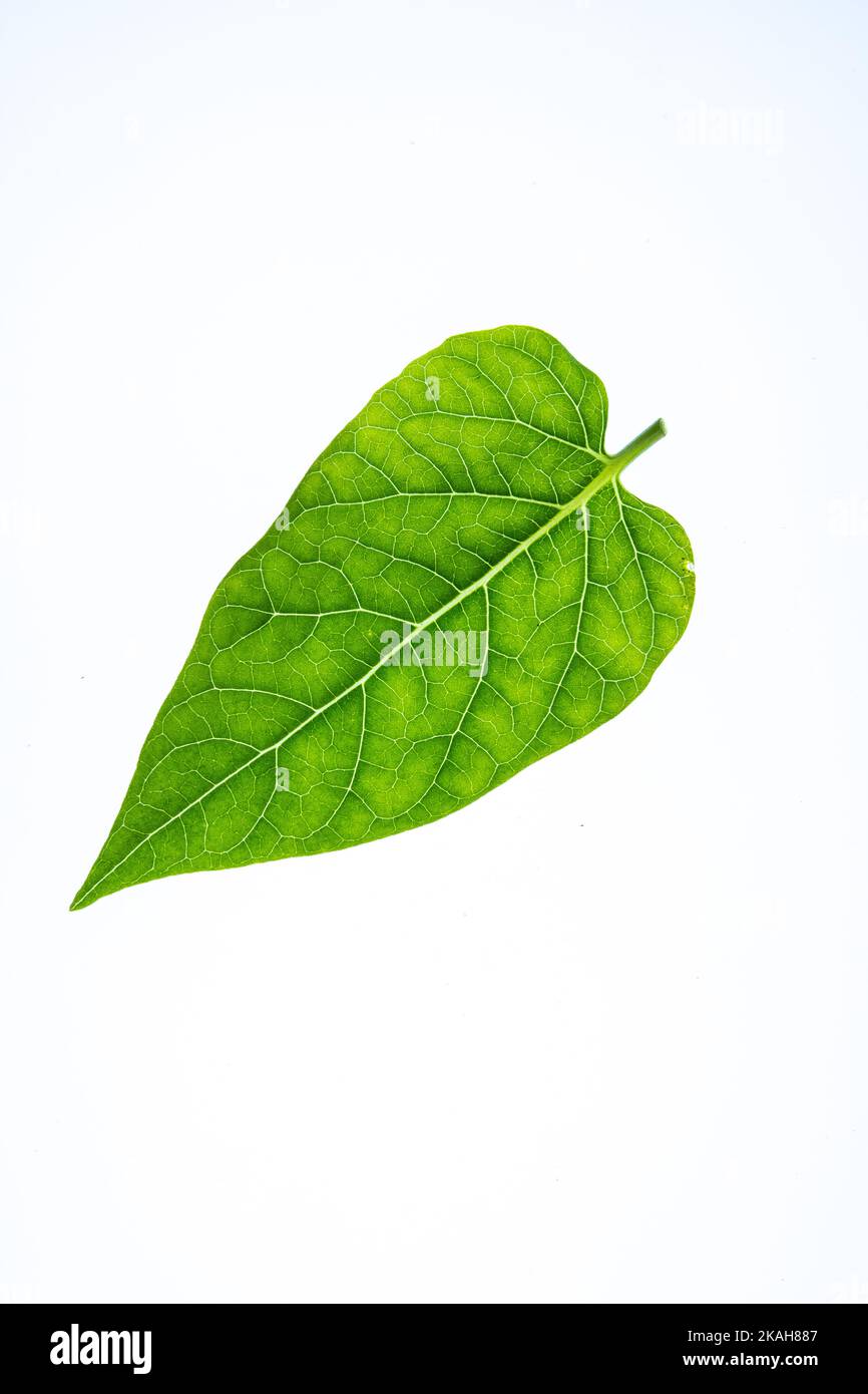 Primo piano di una singola foglia verde appuntita di Mirabilis su uno sfondo bianco chiaro Foto Stock