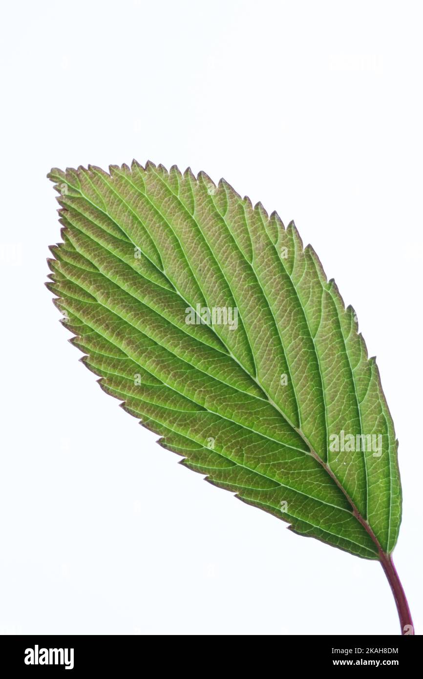 Primo piano di un'unica foglia di Viburnum farreri nanum, solcata in profondità, su un fondo bianco chiaro Foto Stock