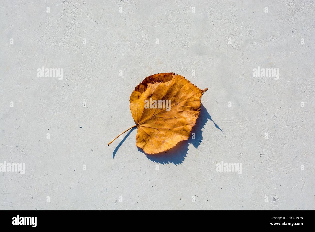 Un distinto foglia secca dei tempi d'Autunno Foto Stock
