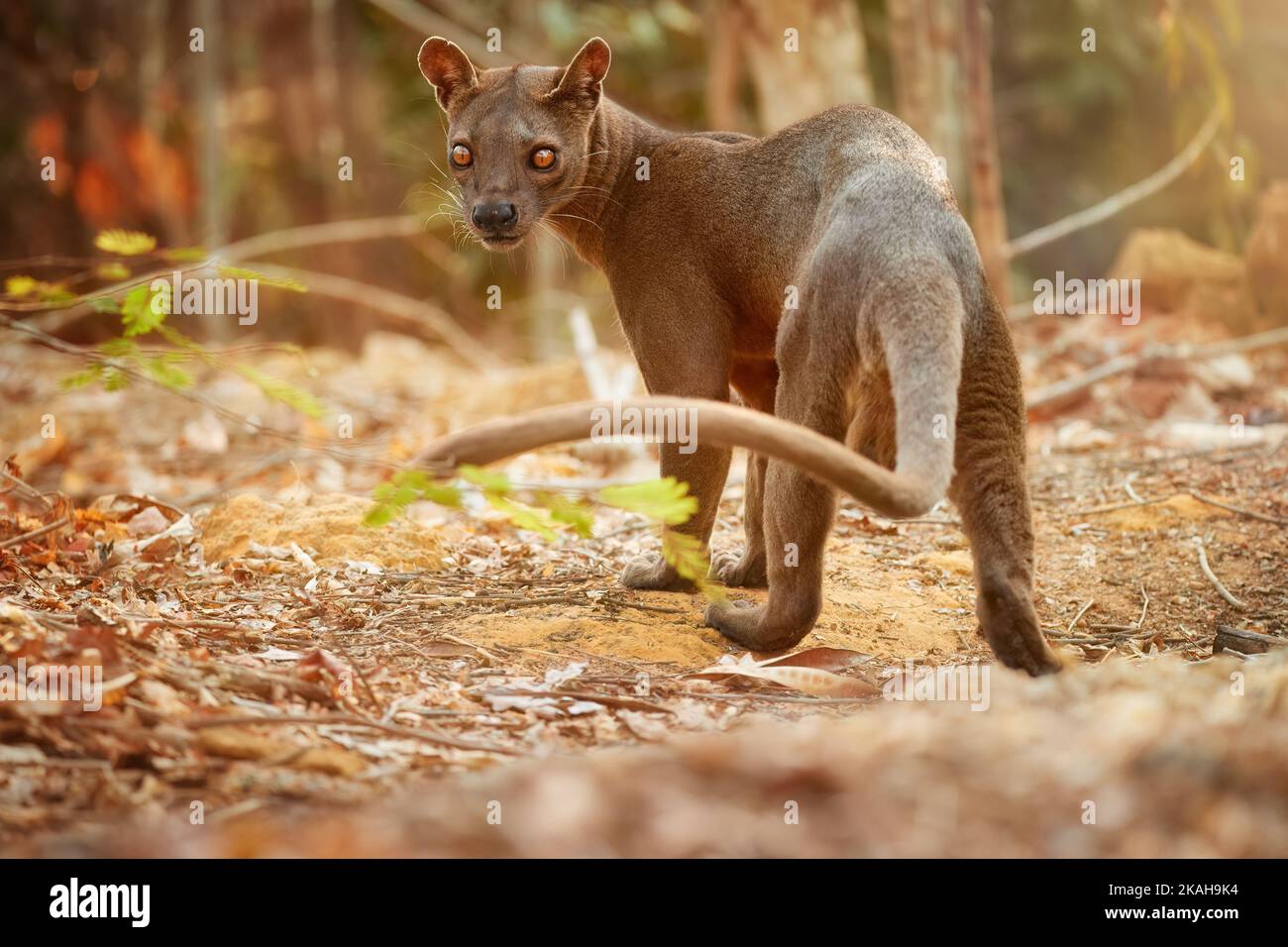 Fossa del Madagascar. Apice predatore, cacciatore di lemuri. Vista generale, fossa maschio con coda lunga in habitat naturale. Sfumature di marrone e arancione. Selvaggio in pericolo Foto Stock