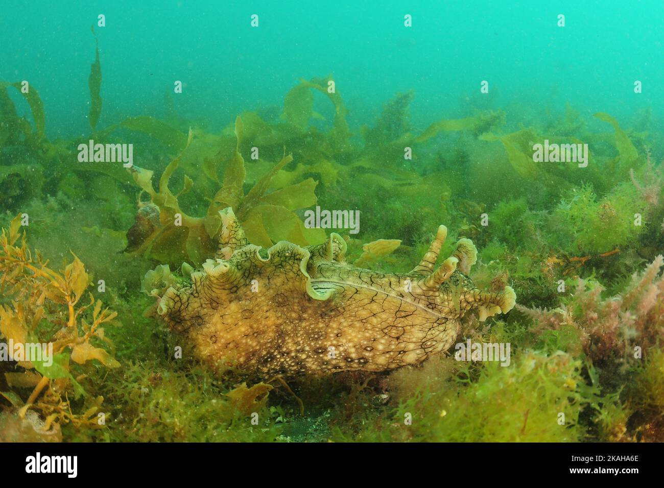 Grande macchia di mare lepre Aplysia dactylomela sul fondo marino tra alghe verdi e marroni. Location: Italy Foto Stock
