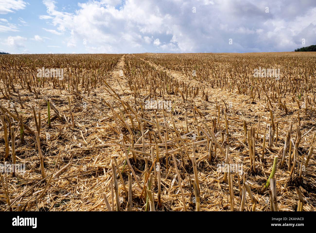 Campo raccolto nelle montagne Taunus Foto Stock