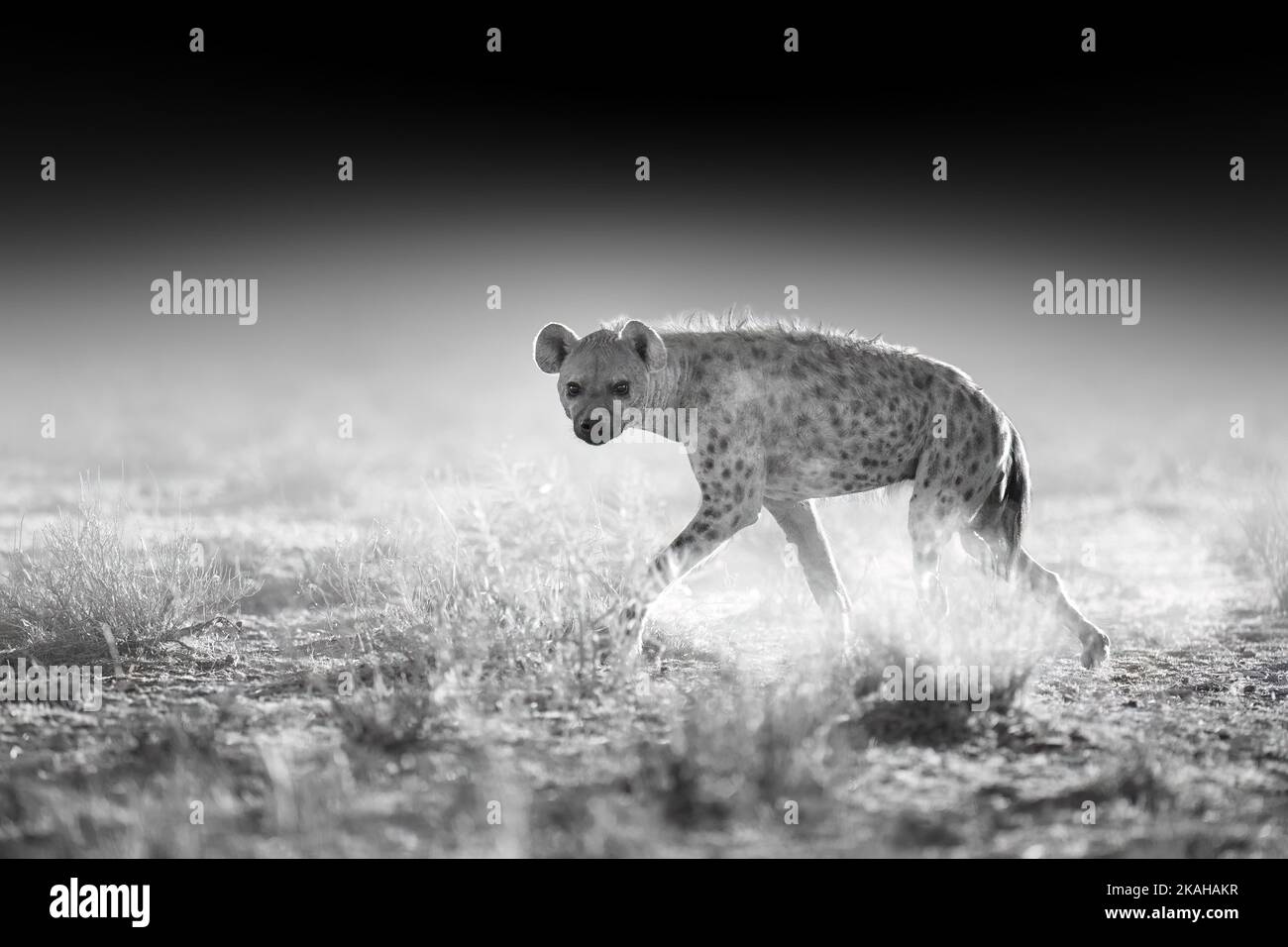 Macchiato Hyena, crocuta crocuta in movimento. Bianco e nero, lavorazione artistica, ambiente semidesert secco, fondo scuro. Animali di Kalahari, Botsww Foto Stock