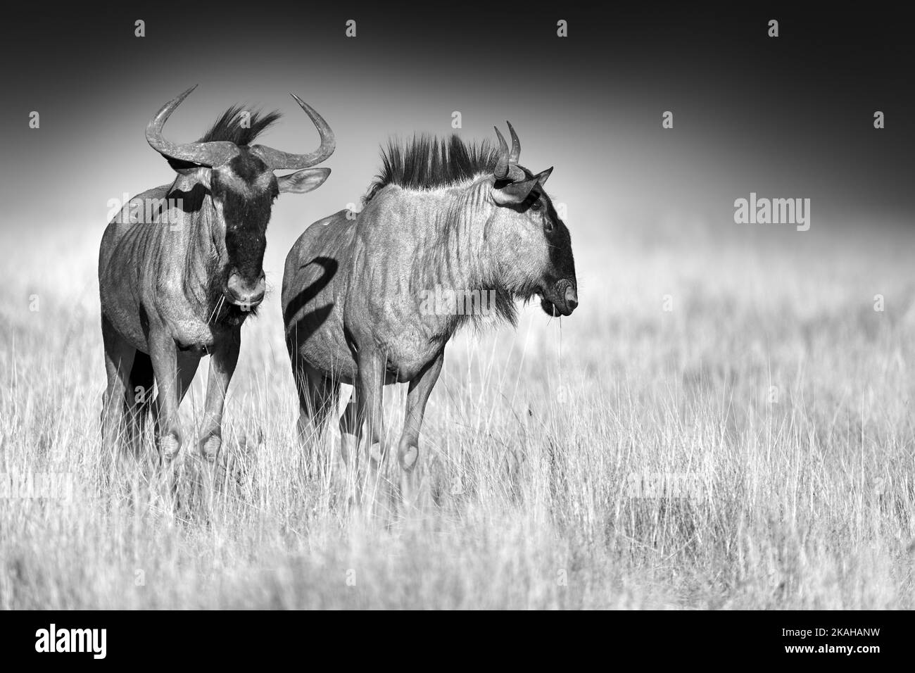 Elaborazione artistica in bianco e nero fotografia di due wildebeest su sfondo scuro, in piedi in savana erba. Namibia, safari Etosha. Foto Stock