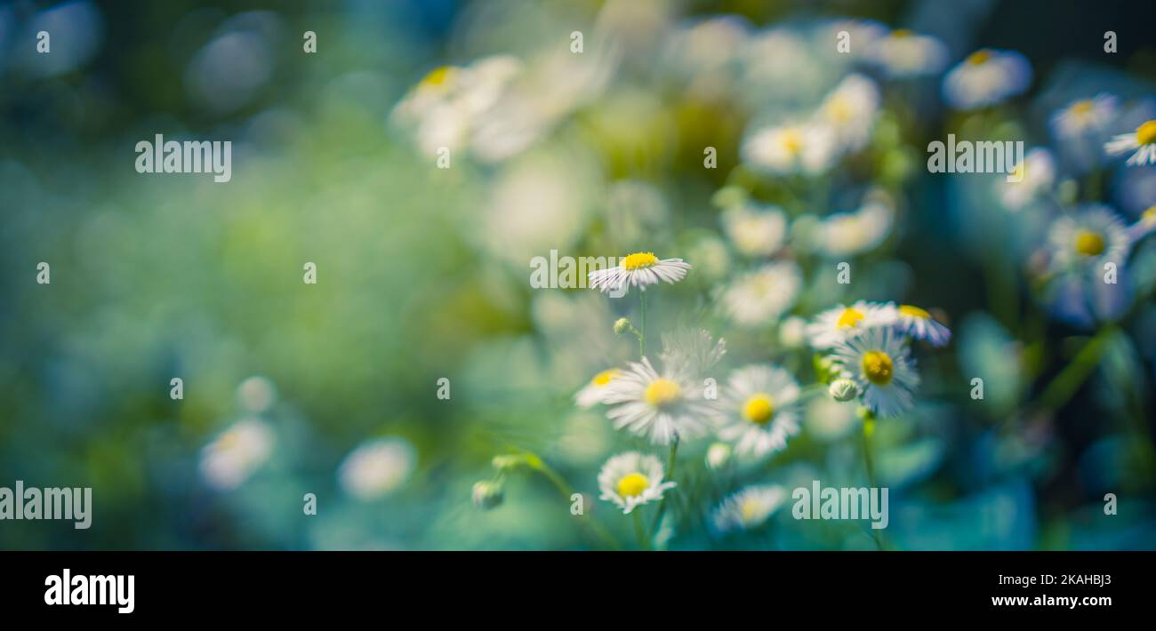Erba selvatica fiore daisy prato nella foresta al tramonto. Immagine macro, profondità di campo ridotta. Astratto primavera estate natura sfondo. Idilliaco relax Foto Stock