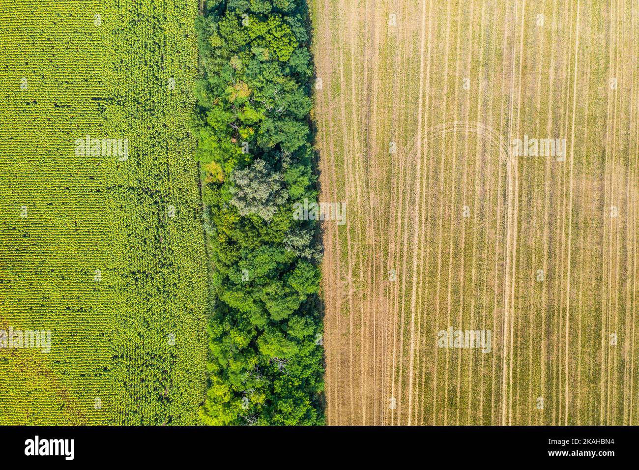 Vista aerea dei campi agricoli. Paesaggio aereo su mais, girasoli, soia e campi con balle di paglia, alberi Foto Stock