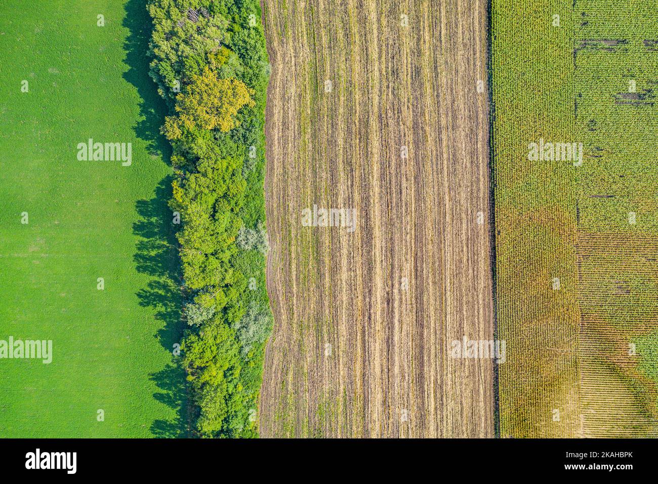 Vista aerea dei campi agricoli. Paesaggio aereo su mais, girasoli, soia e campi con balle di paglia, alberi Foto Stock