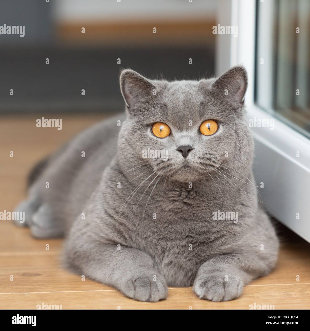 Grigio gatto shorthair britannico sdraiato sul pavimento da una porta aperta Foto Stock