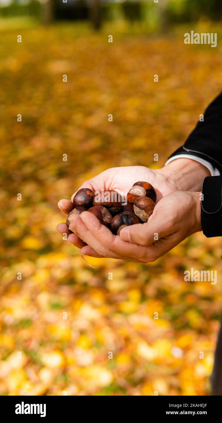 Primo piano di un uomo in possesso di castagne fresche nel parco in autunno, provincia di Leon, Spagna Foto Stock