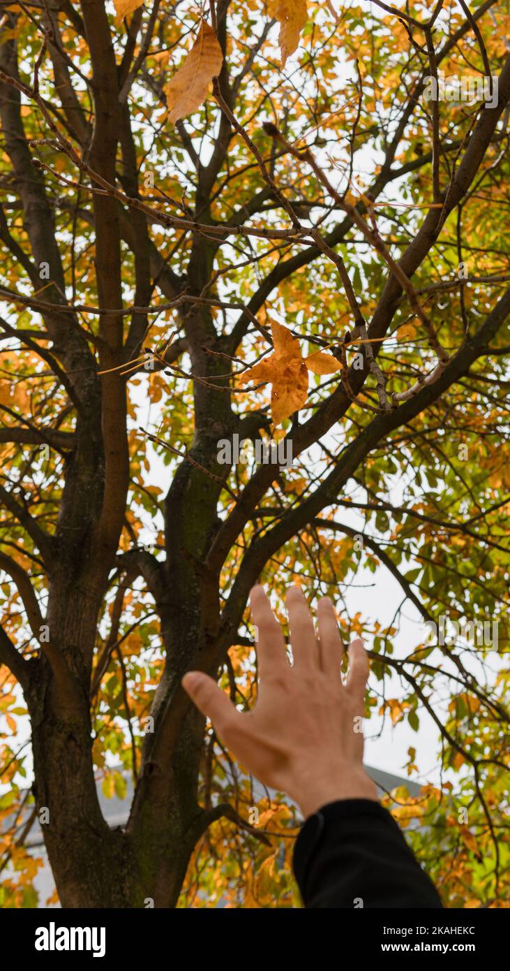 Primo piano della mano di una persona che lancia foglie autunnali in aria, Provincia di Leon, Spagna Foto Stock