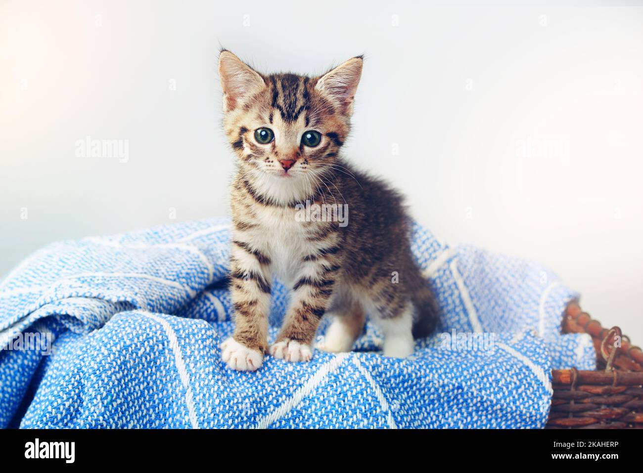 Tutte le zampe giù, im il più cutest. Studio shot di un adorabile gattino da tabby seduto su una morbida coperta in un cesto. Foto Stock