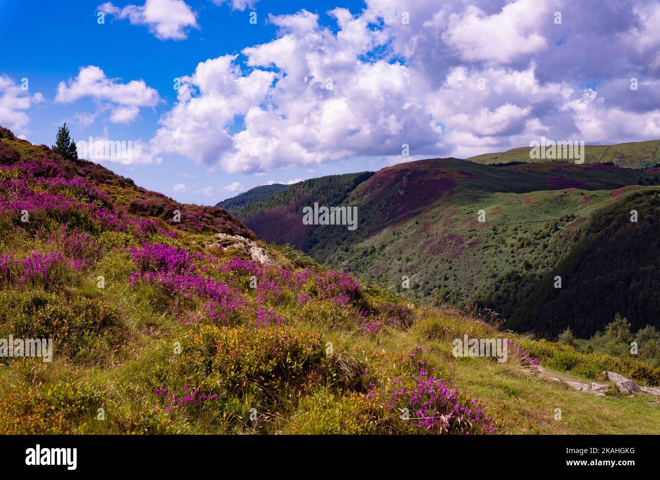 Vista dalla passeggiata di Pecipice vicino a Dolgellau, Gwynedd Galles del Nord Regno Unito Foto Stock